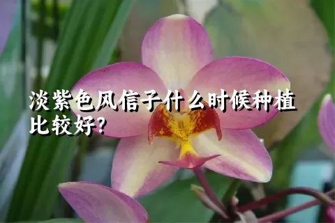 淡紫色风信子什么时候种植比较好？