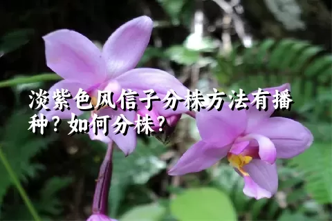 淡紫色风信子分株方法有播种？如何分株？