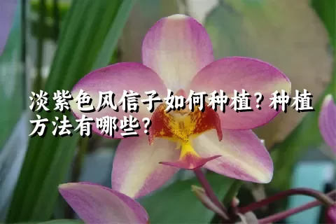 淡紫色风信子如何种植？种植方法有哪些？