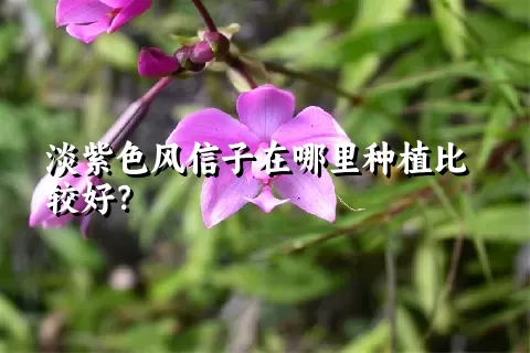 淡紫色风信子在哪里种植比较好？