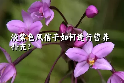 淡紫色风信子如何进行营养补充？