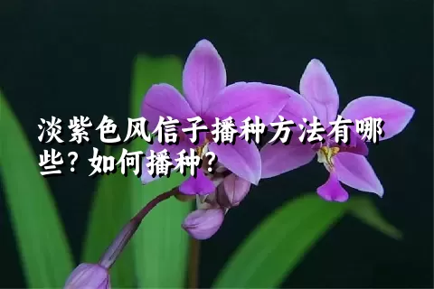 淡紫色风信子播种方法有哪些？如何播种？