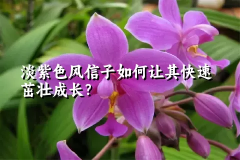 淡紫色风信子如何让其快速茁壮成长？