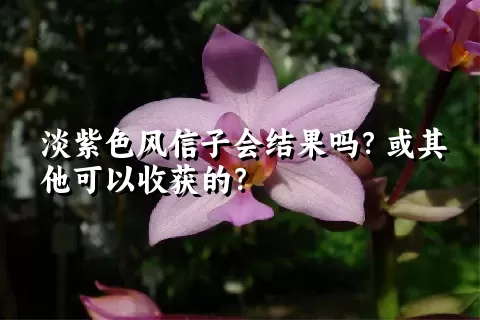 淡紫色风信子会结果吗？或其他可以收获的？