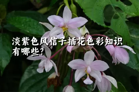 淡紫色风信子插花色彩知识有哪些？