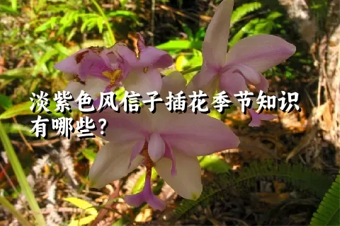 淡紫色风信子插花季节知识有哪些？