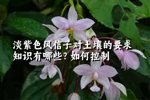 淡紫色风信子对土壤的要求知识有哪些？如何控制