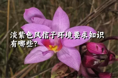 淡紫色风信子环境要求知识有哪些？