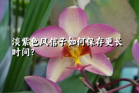 淡紫色风信子如何保存更长时间？