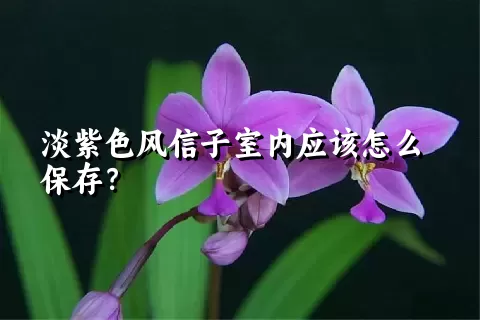 淡紫色风信子室内应该怎么保存？