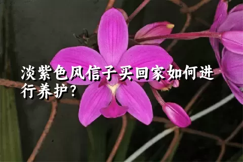 淡紫色风信子买回家如何进行养护？