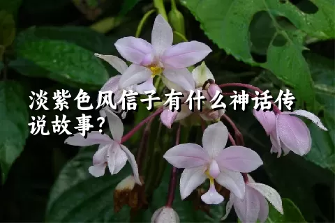 淡紫色风信子有什么神话传说故事？