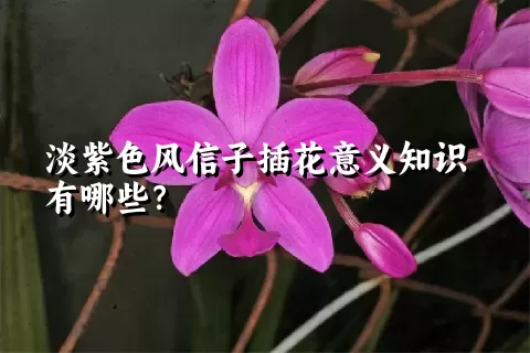 淡紫色风信子插花意义知识有哪些？