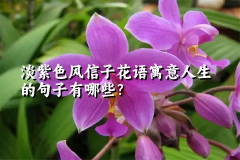 淡紫色风信子花语寓意人生的句子有哪些？