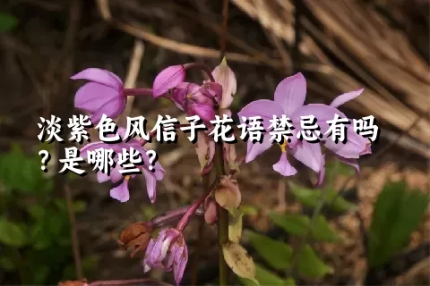 淡紫色风信子花语禁忌有吗？是哪些？