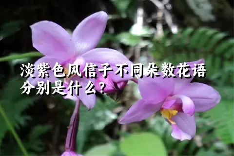 淡紫色风信子不同朵数花语分别是什么？