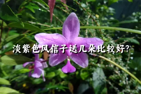 淡紫色风信子送几朵比较好？