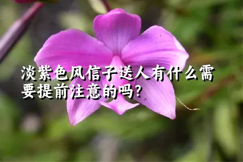 淡紫色风信子送人有什么需要提前注意的吗？