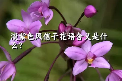 淡紫色风信子花语含义是什么？