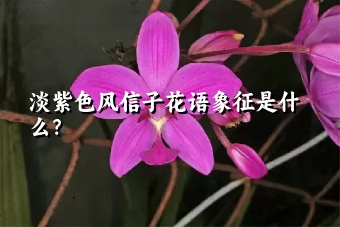 淡紫色风信子花语象征是什么？