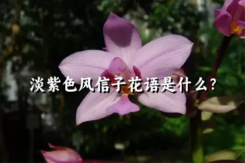 淡紫色风信子花语是什么？