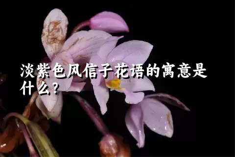 淡紫色风信子花语的寓意是什么？