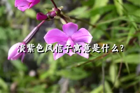 淡紫色风信子寓意是什么？