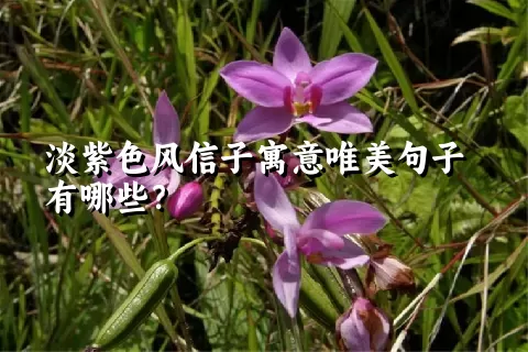 淡紫色风信子寓意唯美句子有哪些？