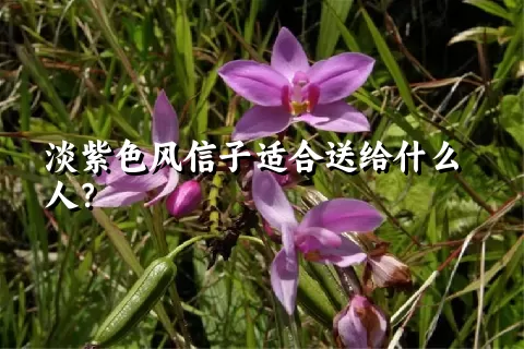 淡紫色风信子适合送给什么人？