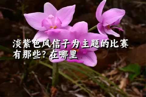 淡紫色风信子为主题的比赛有那些？在哪里