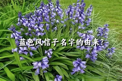 蓝色风信子名字的由来？