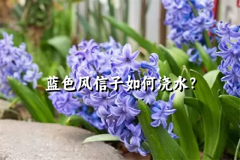 蓝色风信子如何浇水？