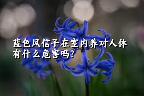 蓝色风信子在室内养对人体有什么危害吗？