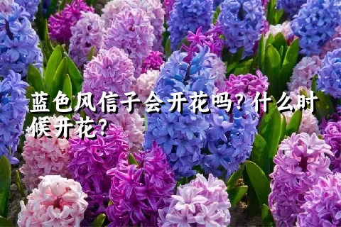 蓝色风信子会开花吗？什么时候开花？