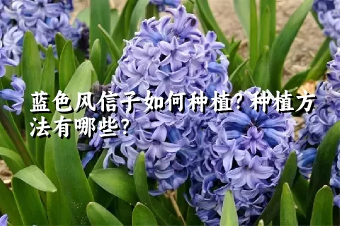 蓝色风信子如何种植？种植方法有哪些？