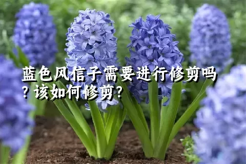 蓝色风信子需要进行修剪吗？该如何修剪？