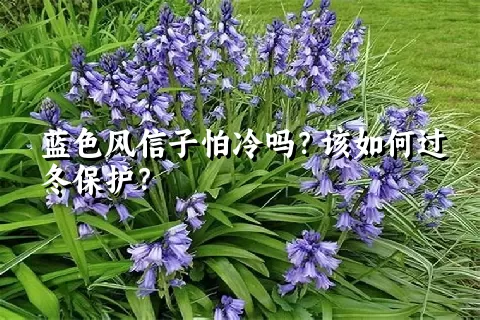 蓝色风信子怕冷吗？该如何过冬保护？