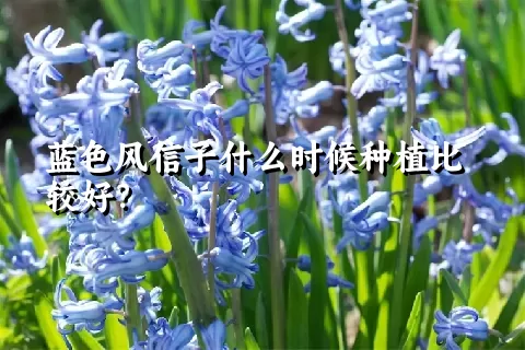 蓝色风信子什么时候种植比较好？