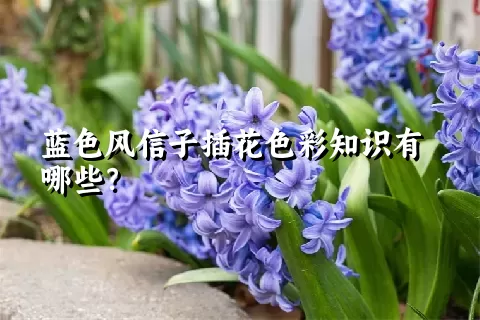 蓝色风信子插花色彩知识有哪些？