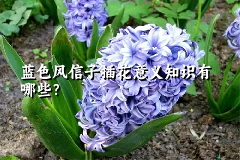 蓝色风信子插花意义知识有哪些？