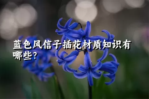 蓝色风信子插花材质知识有哪些？