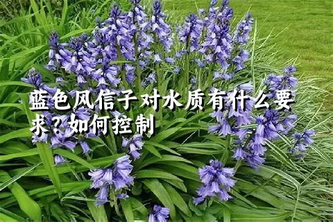 蓝色风信子对水质有什么要求？如何控制