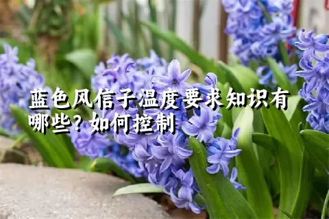 蓝色风信子温度要求知识有哪些？如何控制