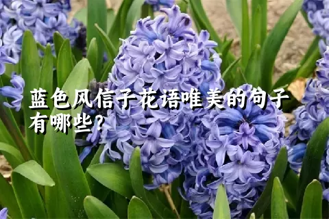 蓝色风信子花语唯美的句子有哪些？