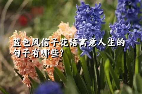 蓝色风信子花语寓意人生的句子有哪些？