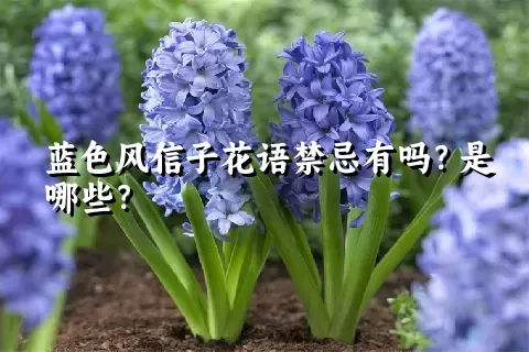 蓝色风信子花语禁忌有吗？是哪些？