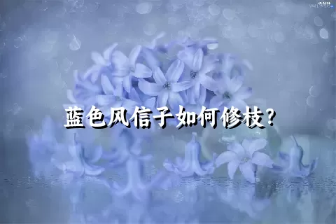 蓝色风信子如何修枝？