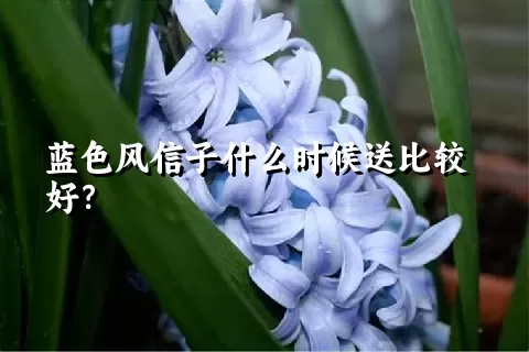 蓝色风信子什么时候送比较好？