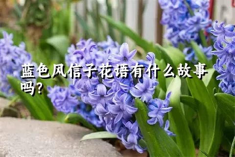 蓝色风信子花语有什么故事吗？