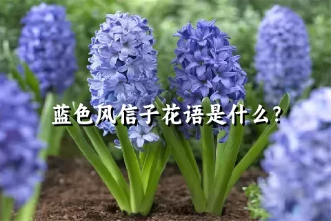 蓝色风信子花语是什么？